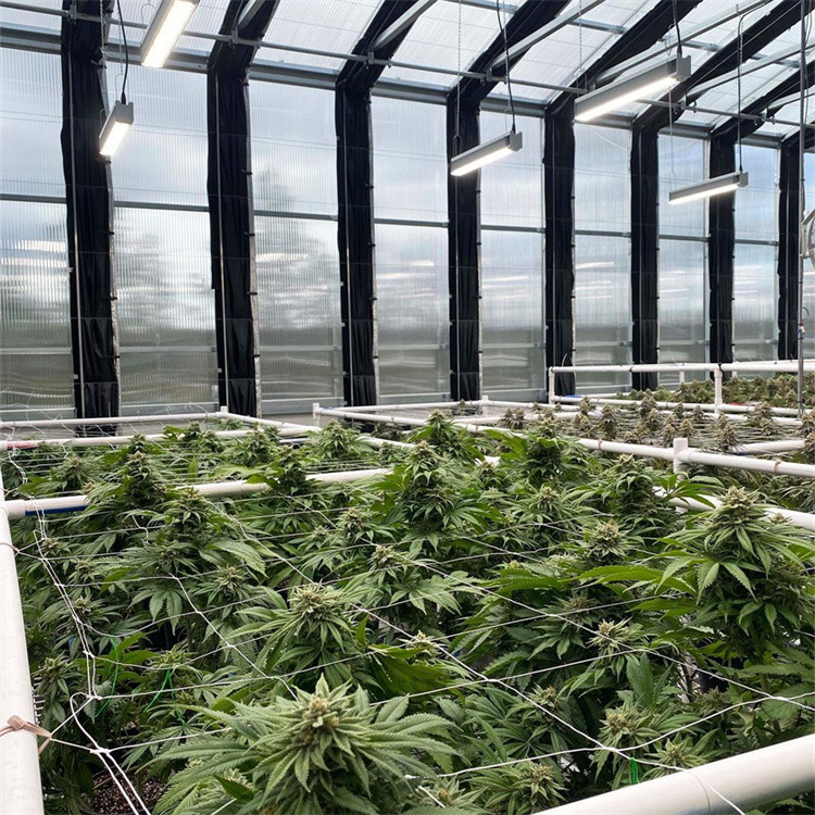 Automatic LED Grow Light Dep System Large Polycarbonate Greenhouse