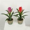 Buy cheap Multicolour Guzmania Flexible Glue Artificial Bonsai Tree 44 CM 56 CM from wholesalers