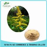 Water Soluble Witch Hazel P.E./Herbal Hamamelis Virginiana Extract for Cosmetic