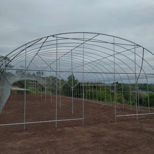 Buy cheap PE Tunnel Single Span Greenhouse Hot Galvanized Steel Transparent Color from wholesalers
