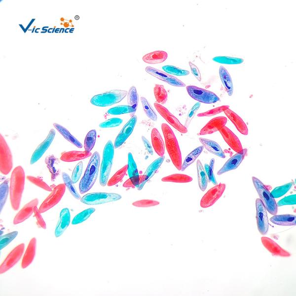 Buy cheap Biology Division Medical Student 13pcs Square Microscope Slides from wholesalers