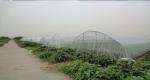 Buy cheap 45gsm White Insect Mesh Netting For Anti Bees Agricultural Greenhouse from wholesalers