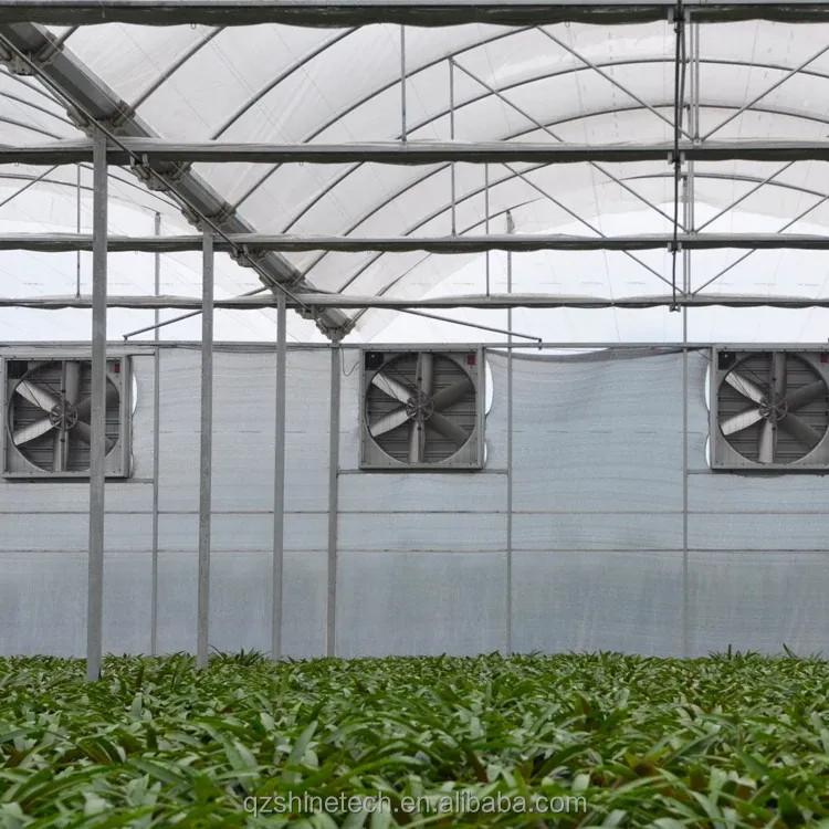 150/200 Micron Plastic Film Multi Span Greenhouse For Vegetable And Flower Growing