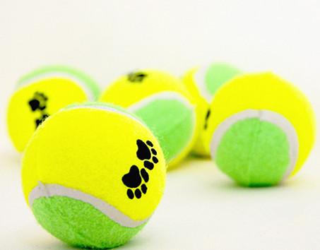 Buy cheap mini dog playing tennis balls from wholesalers