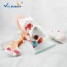 Buy cheap High Performance Human Torso Anatomy Anatomical Ear Model 42x24x16 Cm from wholesalers