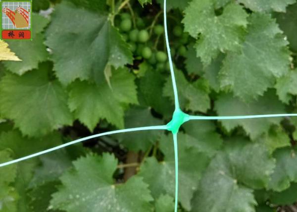 Buy cheap Polyethylene Agricultural Climbing Plant Support Mesh Green Color Lightweight from wholesalers