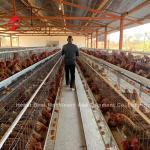Uganda 4 Tiers Poultry Layer Cage For Sale Farm Chicken 100 KG Mia