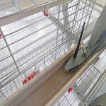 Customized Multi Style Baby Chick Cage Multi Broiler Chicken Cage Poultry