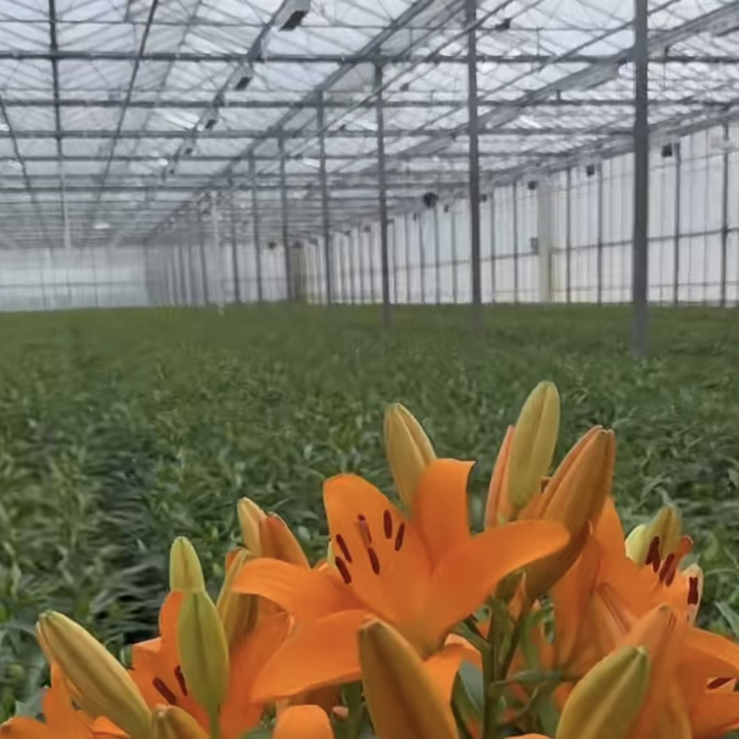 Blossom Haven with Glass Greenhouse