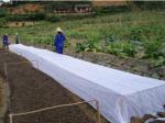 Waterproofing Material Nonwoven Fabric Roll 40g-100g Spun Bonded For Disposable