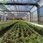 Medical Herb Planting Light Deprivation Blackout Greenhouse For Mushroom
