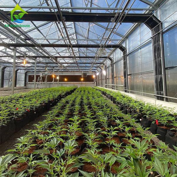 Buy cheap Blackout Greenhouse For Medical Plants from wholesalers