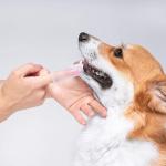 Bristle Silicone Dog Cleaning Tool Teeth Cleaning Dog Oral Care Finger Pet