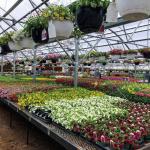 Multispan Hydroponics Plastic Film Agricultural Greenhouse for Commercial Farm
