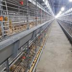 Customized Multi Style Baby Chick Cage Multi Broiler Chicken Cage Poultry