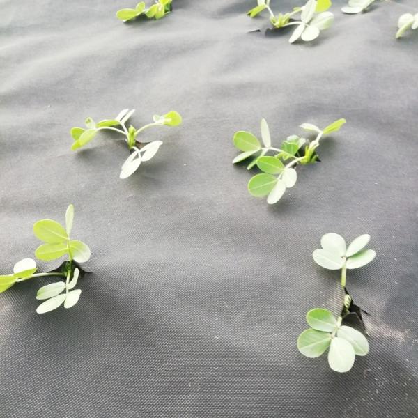 Buy cheap Anti Grass Spunbonded 120gsm Weed Barrier Fabric from wholesalers