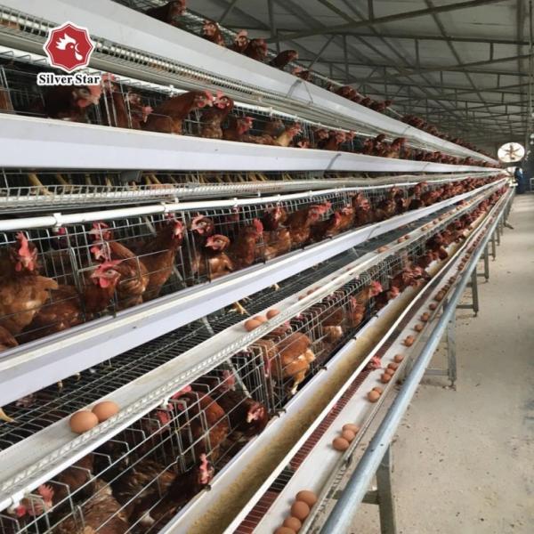 Buy cheap 43*41*41 Cm Per Cell Layer Chicken Steel Cage 4 Birds Per Cell from wholesalers