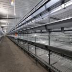 H Type Meat Chicken4Rows 50000 Hen Layer Chicken Cage Battery System 240 Birds /