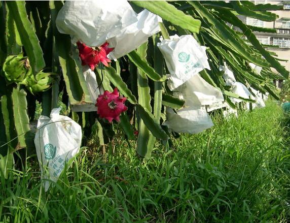 Buy cheap Dragon fruit protection paper bag factory price 12 years experience from wholesalers