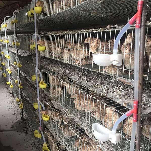 Buy cheap Cold Drawn Wire Welding Quail Bird Cage , Safe Quail Laying Cages Space Saving from wholesalers