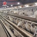 4 Birds Per Cell Battery Cage System Hot Dipped Galvanized
