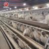 Buy cheap 4 Birds Per Cell Battery Cage System Hot Dipped Galvanized from wholesalers
