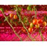 Buy cheap Tomato grow light 50W LED Interlighting IP66 Commercial High Efficiency Greenhouse Grow Lights from wholesalers