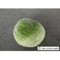 Buy cheap Affordable Raw Cabbage , Folic Acid And Potassium Cabbage Family Vegetables product