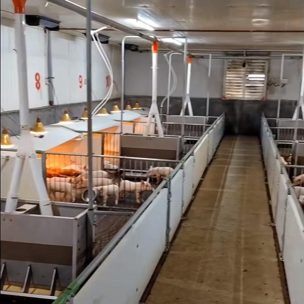 Buy cheap Pure PP Livestock Farm Weaning Cage Plastic Floor Equipment from wholesalers