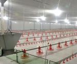 Broiler Breeder Raising Growing Equipment System Plant Line Layer Floor Farming