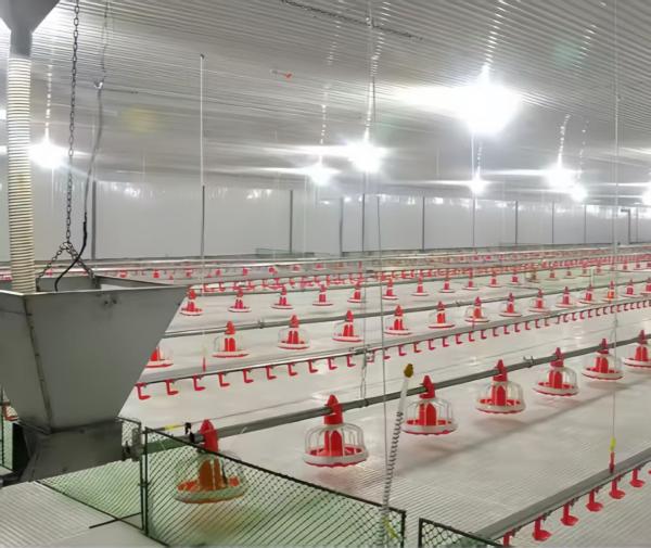 Broiler Breeder Raising Growing Equipment System Plant Line Layer Floor Farming