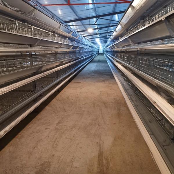 Buy cheap Laying Chicken Layer Egg Battery Cage System For Laying Hens from wholesalers