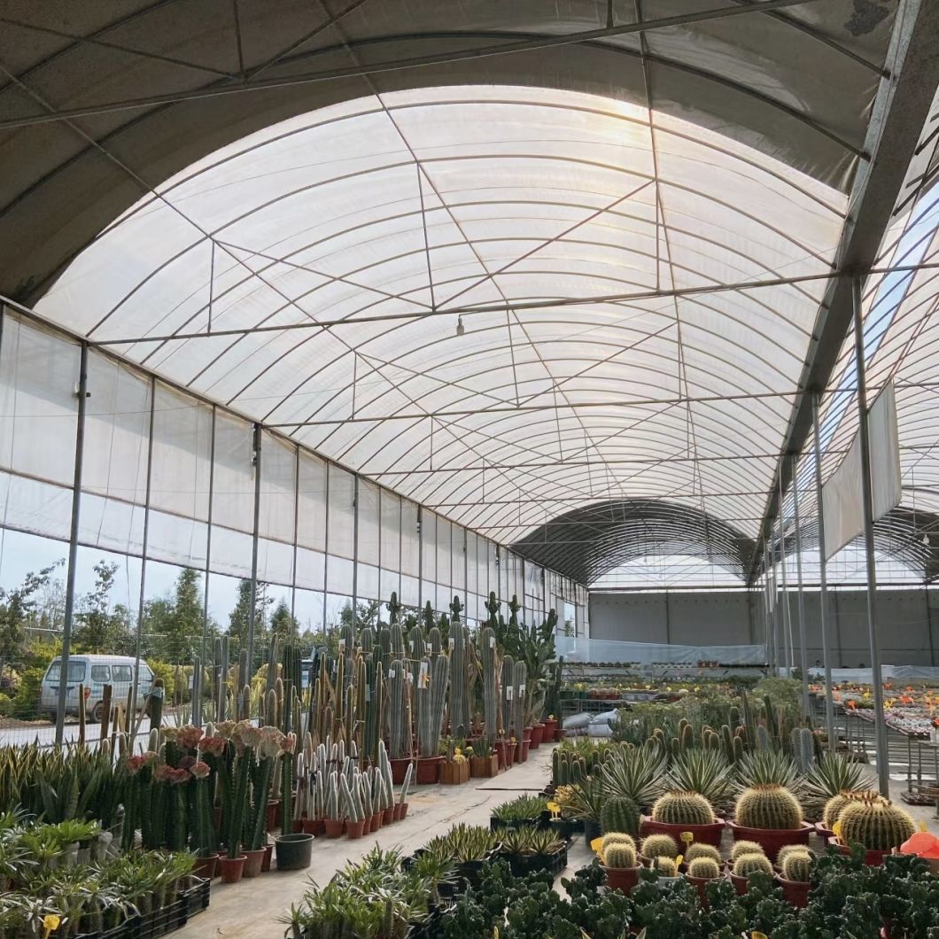 China Origin Multi Span Greenhouse with Drip Irrigation