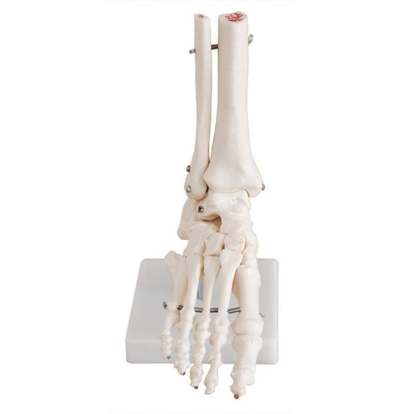 Buy cheap PVC Foot Joint Anatomical Skeleton Educational Model Life Size VIC-113 from wholesalers