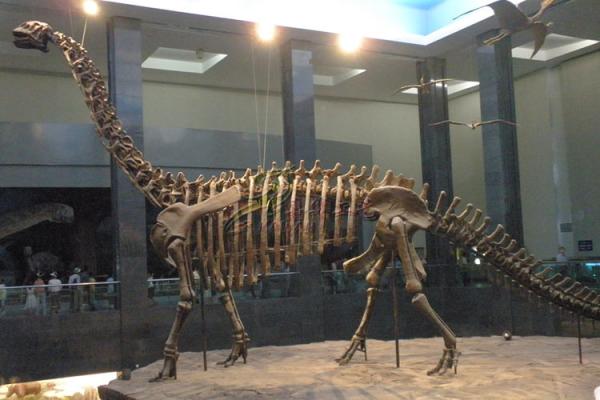 Buy cheap Life Size Fiberglass Complete Dinosaur Fossil For Park Exhibition from wholesalers