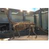 Buy cheap Life Size Fiberglass Complete Dinosaur Fossil For Park Exhibition from wholesalers