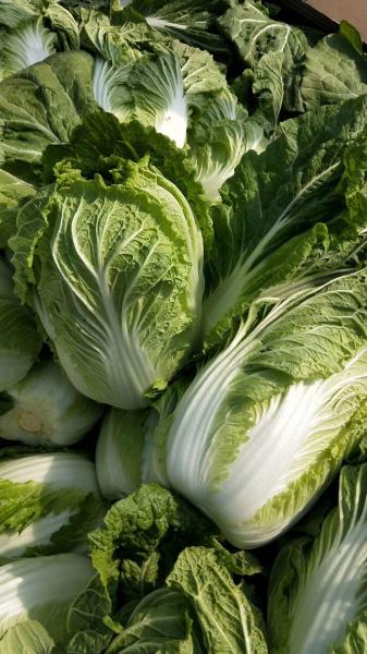 Buy cheap Big Size Dark Green Cabbage / Organic Green Cabbage 2.5kg / Per from wholesalers