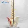 Buy cheap Life Size 9kgs 80x32x39cm Anatomical Skeleton Model from wholesalers
