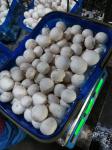 Fresh Produce Vacuum Cooler For Button Mushroom/Cauliflower/Lettuce Vegetable