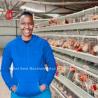 Buy cheap Galvanized Steel Layer Chicken Cage System Sandy from wholesalers