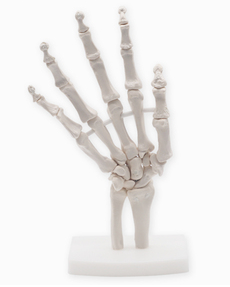 Articulated Human Skeleton Model Hand Joint Bone For Lab