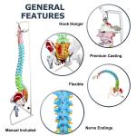Vertebrae Nerves Arteries Pelvic Bone And Femur Anatomical Skeleton Full Size