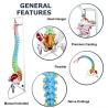 Buy cheap Flexible Anatomical Skeleton Model Femur And Pelvic Bone Heads Vertebrae from wholesalers
