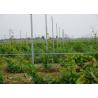 Buy cheap Pre Galvanized 54X30MM Steel Trellis System For Garden Plants Corrosion Resistance from wholesalers