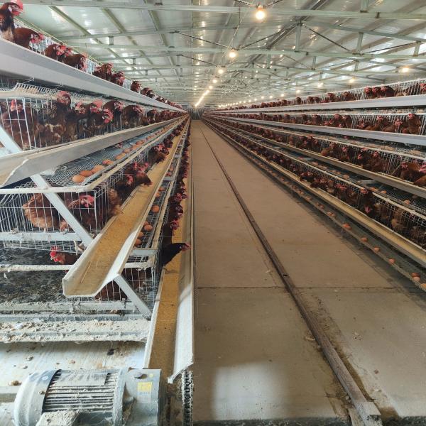 Buy cheap Hot Dip Galvanized Egg Layer Chicken Cage A Type Battery 96 Birds 128 Birds Poultry Farm from wholesalers