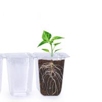Buy cheap 6 Hole / 12 Hole Seedling Tray Biodegradable Nursery Seedling Tray Agriculture product