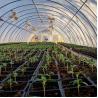 Buy cheap External Shading System Diy Fully Automated Light Deprivation Greenhouses from wholesalers