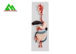 Recycled Medical Human Digestive System Model For Teaching Life Size 6 Parts