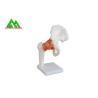 Buy cheap Human Joint Model For Medical Teaching 11cmx4cm Corrosion Resistance from wholesalers