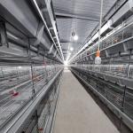 Q235 Poultry Farming Cage